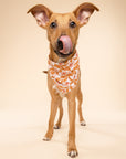 Dog wearing a fall leaf patterned bandana on a beige background