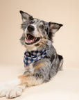 Apres Plaid Dog Bandana
