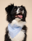 Baby Blue Gingham Dog Bandana