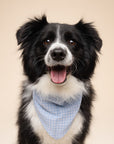 Baby Blue Gingham Dog Bandana