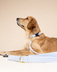 Baby Blue Gingham Leash