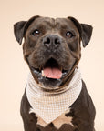 Biscuit Gingham Dog Bandana