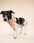Blitz Football Dog Bandana