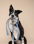 Blue Gingham Leash