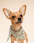 Small dog wearing a green bandana with leaf pattern on a beige background