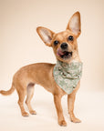 Dog wearing a Boone bandana in a leaf pattern on a beige background