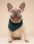 Bourbon Dog Bandana