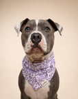 Bunny Dog Bandana