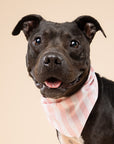Cabana Blush Pink Stripes Dog Bandana