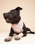 Cabana Blush Pink Stripes Dog Bandana