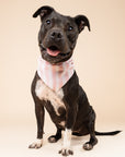 Cabana Blush Pink Stripes Dog Bandana