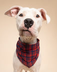 White dog wearing a red plaid bandana on a beige background