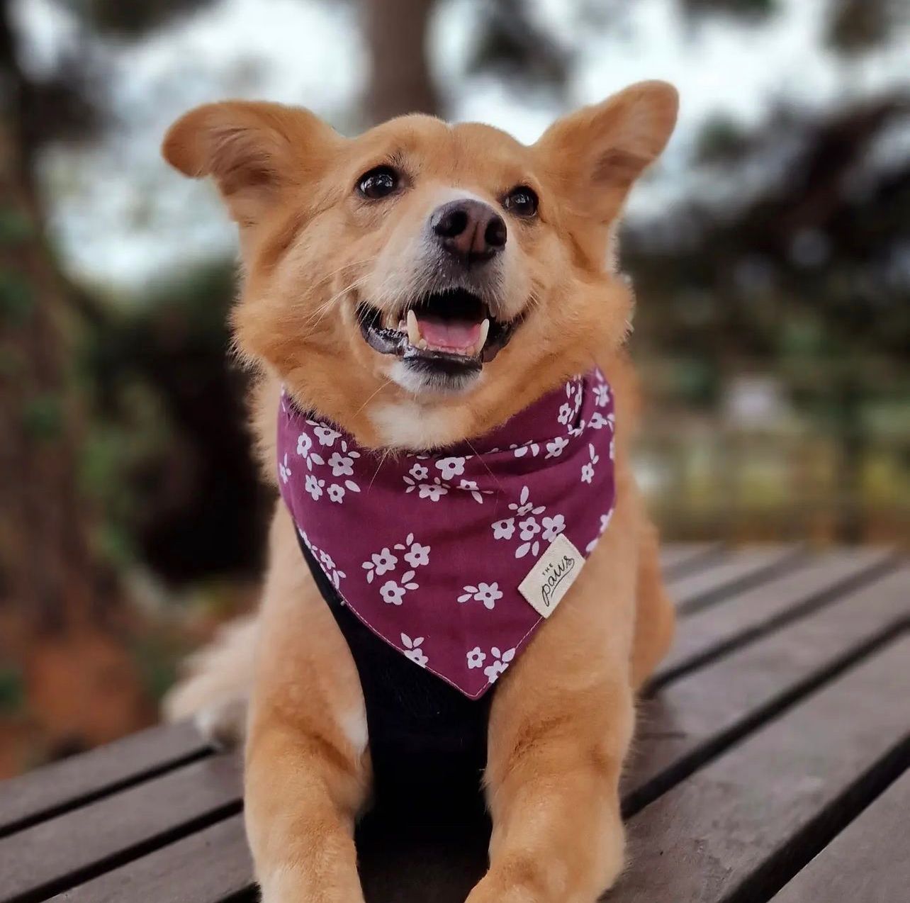 Chatham Bandana - from The Paws