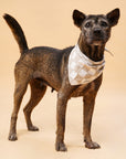 Checkers Dog Bandana - The Paws