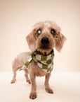Checkmate Dog Bandana