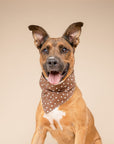 Chocolate Dot Dog Bandana