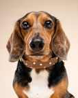 Chocolate Dot Dog Collar