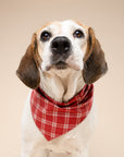 Cider Dog Bandana
