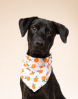 Clementine Dog Bandana