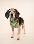 Clover Dog Bandana