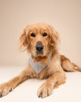 Coast Seashell Dog Bandana