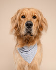 Coast Seashell Dog Bandana