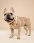 Crunch Dog Bandana