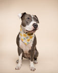 Cullipher Dog Bandana from The Paws I