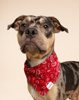 Dallas Dog Bandana