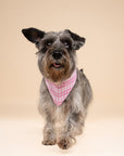 Daphne Dog Bandana