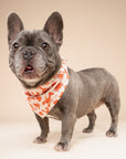 Dockside Dog Bandana