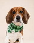 Dublin Dog Bandana from The Paws I