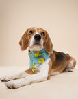 Fetch Dog Bandana