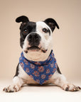 3 Pack of 4th of July Dog Bandanas