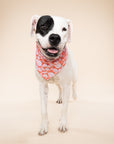 Flores Dog Bandana