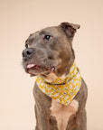 Golden Fall Leaves Dog Bandana