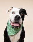 Green Gingham Dog Bandana