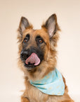 Guppy Dog Bandana