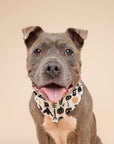 Hallows Eve Dog Bandana