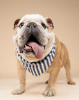 Harbour Dog Bandana