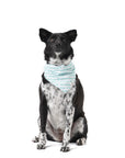It's My Birthday Blue Dog Bandana