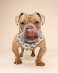 Jawz Dog Bandana