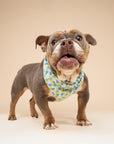 Limeade Cooling Bandana from The Paws I