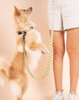 Little Checkmate Leash
