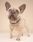Little Everyday Stripe Dog Collar