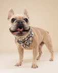 Lucky Horseshoe on Dog Bandana from The Paws