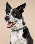 Maple Dog Collar