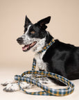 Maple Leash