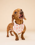Mittens Winter Dog Bandana