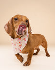 Mittens Winter Dog Bandana